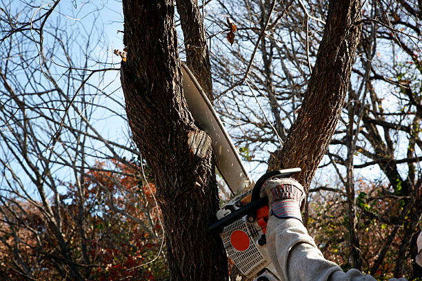 Best Tree Cabling and Bracing  in West Vero Corridor, FL